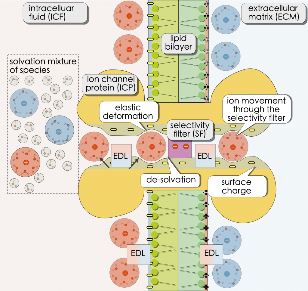 Workshop – Exploring Calcium Channel Dynamics – MATH+
